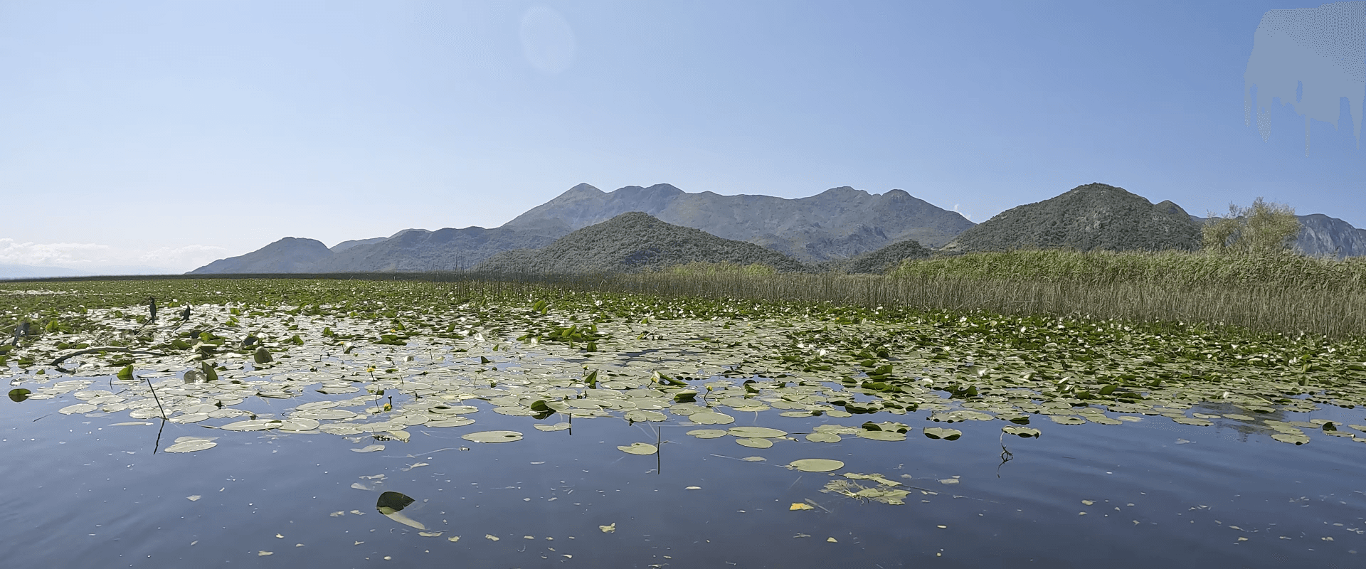 Skadarsko jezeroimage as banner